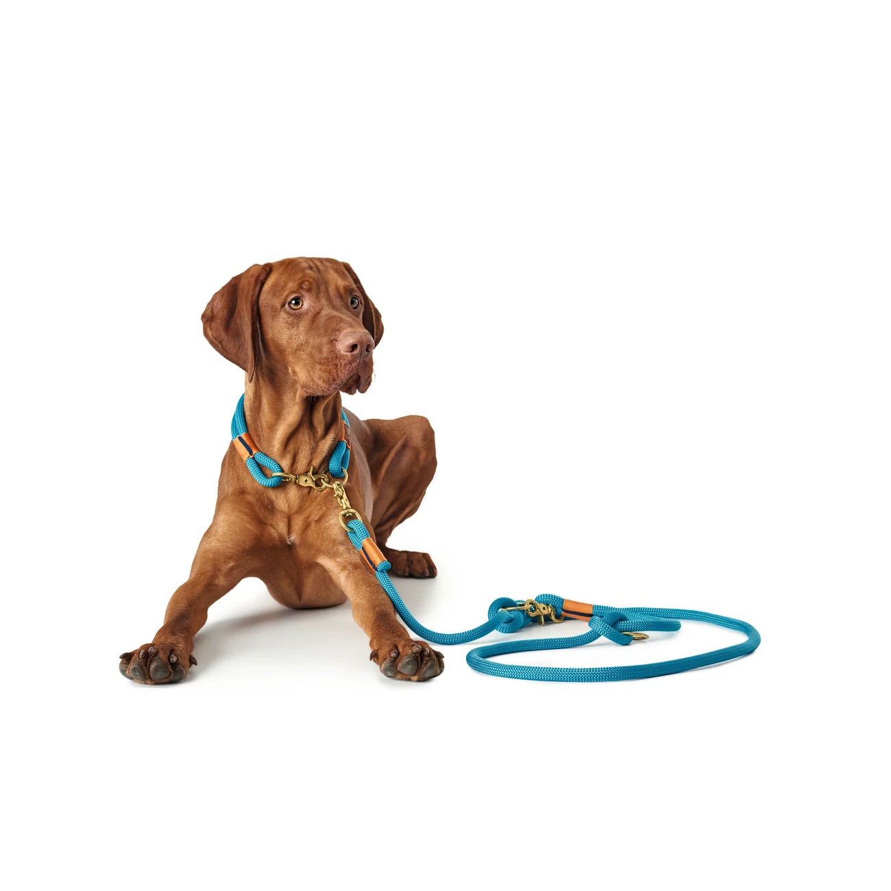 Hunter Halsung Halsband Oss Für Hunde 8 Hunter Halsung Halsband Oss Für Hunde – Bild 8