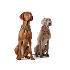 Hunter Halsung Halsband Oss Für Hunde 25 Hunter Halsung Halsband Oss Für Hunde -Angebote Hundenass Futter Store hunter halsung halsband oss fuer hunde 1535288384