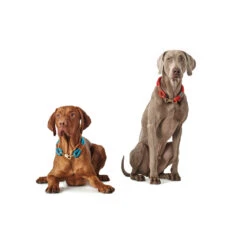 Hunter Halsung Halsband Oss Für Hunde 33 Hunter Halsung Halsband Oss Für Hunde -Angebote Hundenass Futter Store hunter halsung halsband oss fuer hunde 1535288421