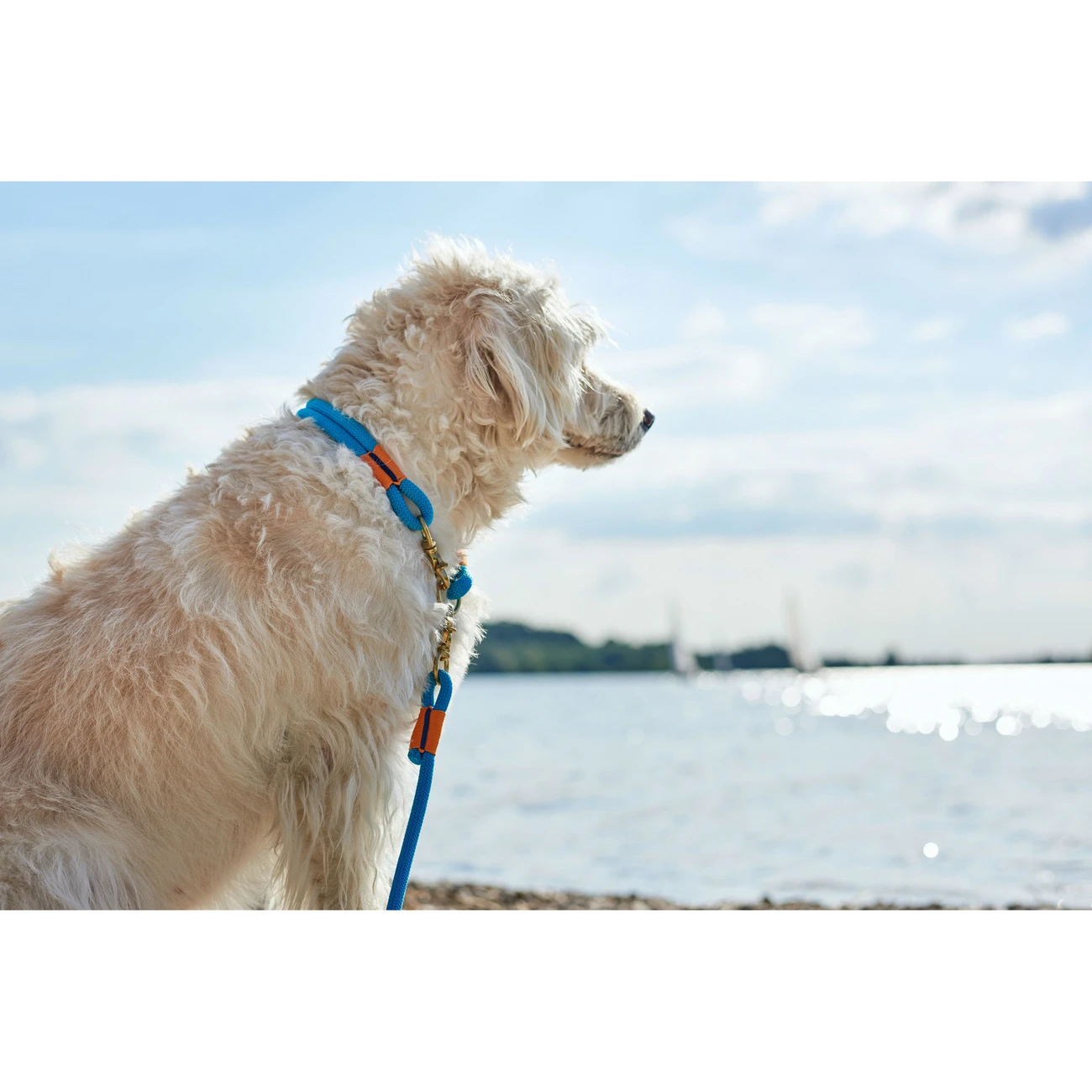 Hunter Halsung Halsband Oss Für Hunde 15 Hunter Halsung Halsband Oss Für Hunde – Bild 15