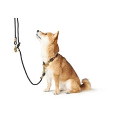 Hunter Halsung Halsband Oss Für Hunde 39 Hunter Halsung Halsband Oss Für Hunde -Angebote Hundenass Futter Store hunter halsung halsband oss fuer hunde 1557412570