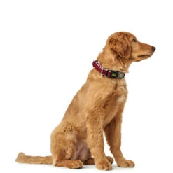 Hunter Halsung Hilo Vario Plus -Angebote Hundenass Futter Store hunter halsung hilo vario plus 1533753877