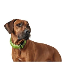 Hunter Halsung Hilo Vario Plus -Angebote Hundenass Futter Store hunter halsung hilo vario plus 1533753887