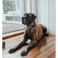 Hunter Halsung Mit Kette Aalborg -Angebote Hundenass Futter Store hunter halsung mit kette aalborg 1630327686