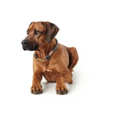 Hunter Halsung Sansibar Rantum -Angebote Hundenass Futter Store hunter halsung sansibar rantum 1527617244