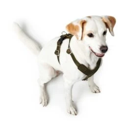Hunter Hundegeschirr Aalborg Leder 35 Hunter Hundegeschirr Aalborg Leder -Angebote Hundenass Futter Store hunter hundegeschirr aalborg leder 1630396774