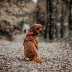 Hunter Hundegeschirr Aalborg Leder 29 Hunter Hundegeschirr Aalborg Leder -Angebote Hundenass Futter Store hunter hundegeschirr aalborg leder 1630396776