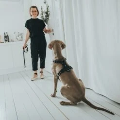 Hunter Hundegeschirr Aalborg Leder 31 Hunter Hundegeschirr Aalborg Leder -Angebote Hundenass Futter Store hunter hundegeschirr aalborg leder 1630396778