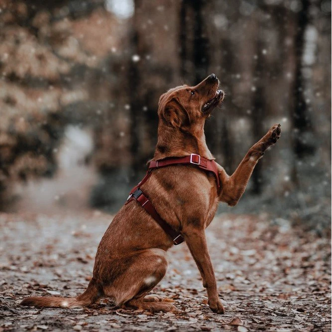 Hunter Hundegeschirr Aalborg Leder 2 Hunter Hundegeschirr Aalborg Leder – Bild 2