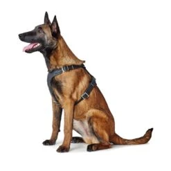 Hunter Hundegeschirr Aalborg Leder 33 Hunter Hundegeschirr Aalborg Leder -Angebote Hundenass Futter Store hunter hundegeschirr aalborg leder 1630396781