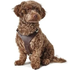 Hunter Hundegeschirr Aalborg Leder 23 Hunter Hundegeschirr Aalborg Leder -Angebote Hundenass Futter Store hunter hundegeschirr aalborg leder 1630396784