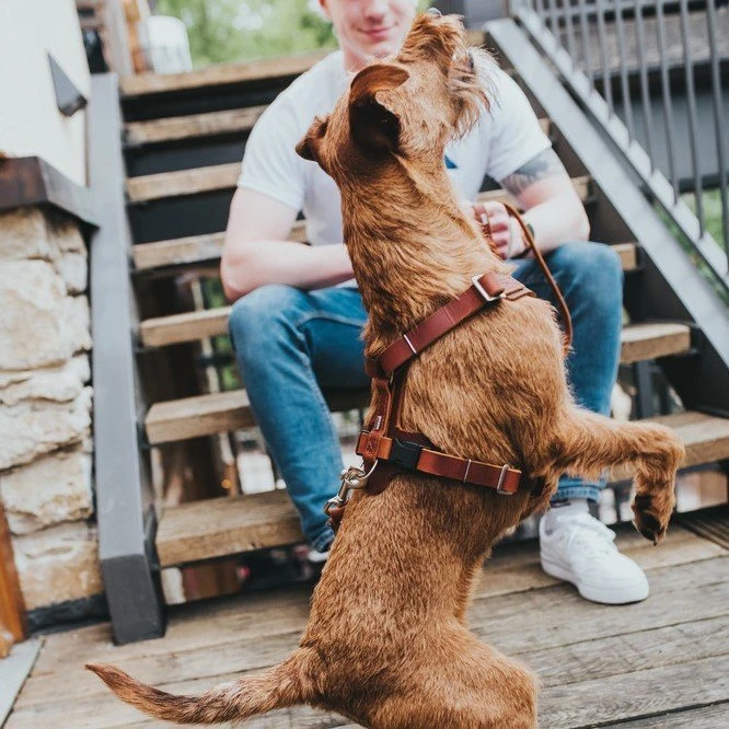 Hunter Hundegeschirr Aalborg Leder 8 Hunter Hundegeschirr Aalborg Leder – Bild 8