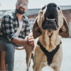 Hunter Hundegeschirr Aalborg Leder 25 Hunter Hundegeschirr Aalborg Leder -Angebote Hundenass Futter Store hunter hundegeschirr aalborg leder 1630396790