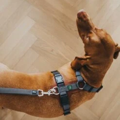 Hunter Hundegeschirr Aalborg Mixed -Angebote Hundenass Futter Store hunter hundegeschirr aalborg mixed 1630394089