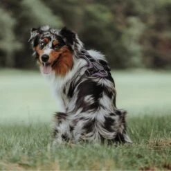 Hunter Hundegeschirr Divo -Angebote Hundenass Futter Store hunter hundegeschirr divo 1631193900