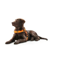 Hunter Hundegeschirr Manoa Vario Quick Light 15 Hunter Hundegeschirr Manoa Vario Quick Light -Angebote Hundenass Futter Store hunter hundegeschirr manoa vario quick light 1473175871