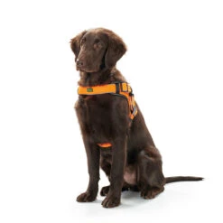 Hunter Hundegeschirr Manoa Vario Quick Light 19 Hunter Hundegeschirr Manoa Vario Quick Light -Angebote Hundenass Futter Store hunter hundegeschirr manoa vario quick light 1473175884