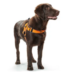 Hunter Hundegeschirr Manoa Vario Quick Light 18 Hunter Hundegeschirr Manoa Vario Quick Light -Angebote Hundenass Futter Store hunter hundegeschirr manoa vario quick light 1473175913