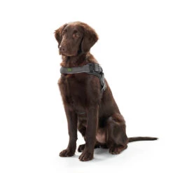 Hunter Hundegeschirr Manoa Vario Quick Light 20 Hunter Hundegeschirr Manoa Vario Quick Light -Angebote Hundenass Futter Store hunter hundegeschirr manoa vario quick light 1482778421