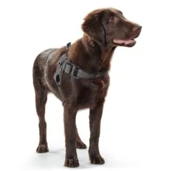 Hunter Hundegeschirr Manoa Vario Quick Light 21 Hunter Hundegeschirr Manoa Vario Quick Light -Angebote Hundenass Futter Store hunter hundegeschirr manoa vario quick light 1482778438