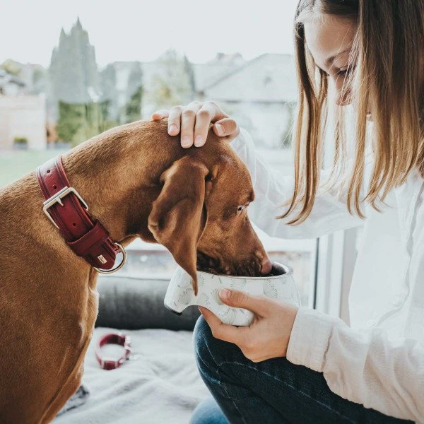 Hunter Hundehalsband Aalborg Rustica 2 Hunter Hundehalsband Aalborg Rustica – Bild 2