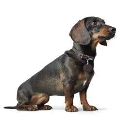 Hunter Hundehalsband Aalborg Style -Angebote Hundenass Futter Store hunter hundehalsband aalborg style 1679479057