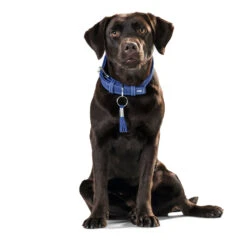 Hunter Hundehalsband Cannes -Angebote Hundenass Futter Store hunter hundehalsband cannes 1470928539