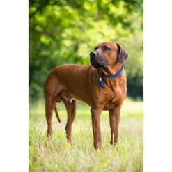 Hunter Hundehalsband Cannes -Angebote Hundenass Futter Store hunter hundehalsband cannes 1470928557