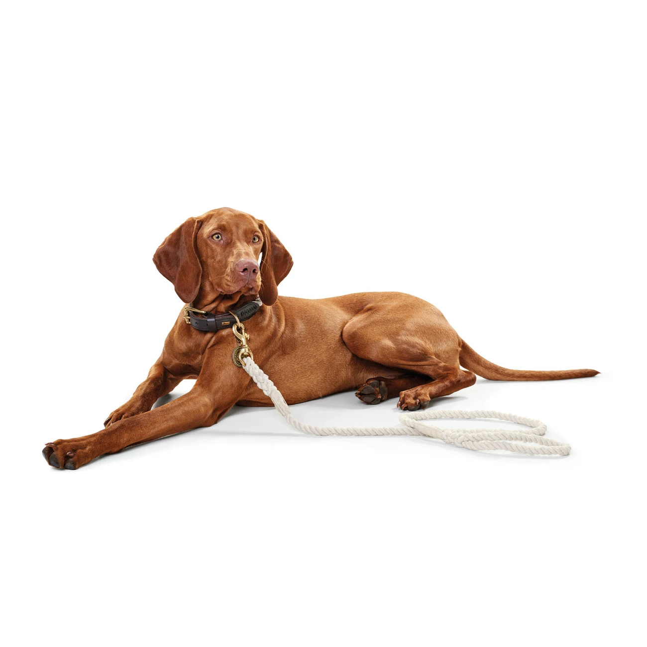 Hunter Hundehalsband List Tau 9 Hunter Hundehalsband List Tau – Bild 9