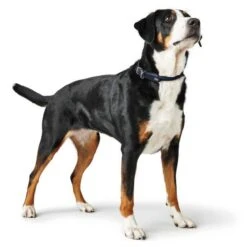 Hunter Hundehalsband Round & Soft Leder 26 Hunter Hundehalsband Round & Soft Leder -Angebote Hundenass Futter Store hunter hundehalsband round soft leder 1607076088