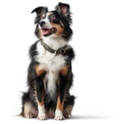 Hunter Hundehalsband Round & Soft Leder 31 Hunter Hundehalsband Round & Soft Leder -Angebote Hundenass Futter Store hunter hundehalsband round soft leder 1607076091