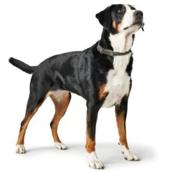 Hunter Hundehalsband Round & Soft Leder 33 Hunter Hundehalsband Round & Soft Leder -Angebote Hundenass Futter Store hunter hundehalsband round soft leder 1607076093