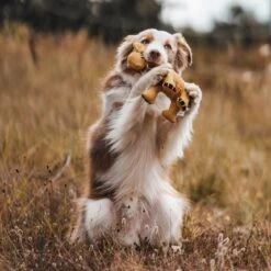 Hunter Hundespielzeug Eiby -Angebote Hundenass Futter Store hunter hundespielzeug eiby 1631257765