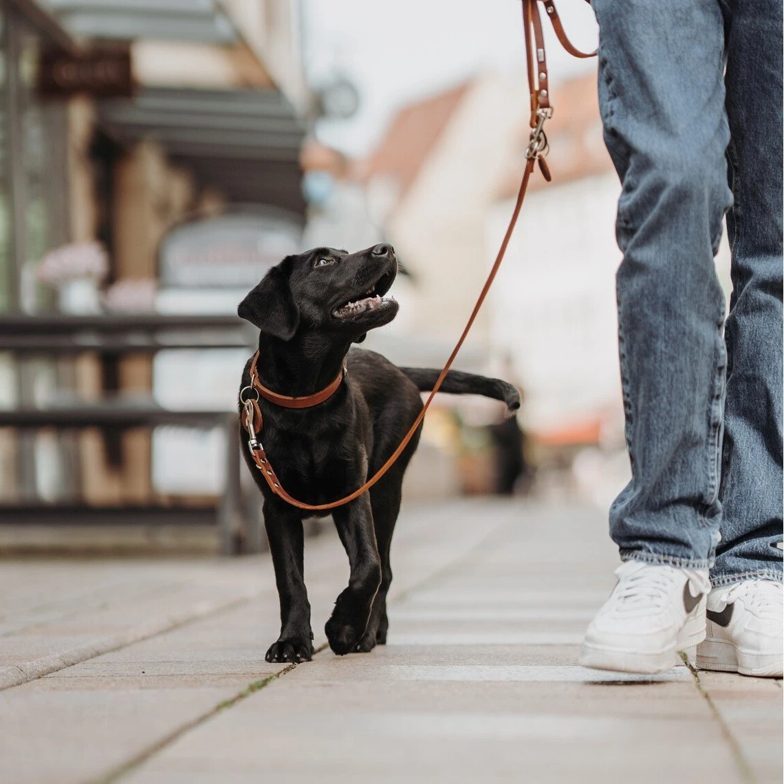 Hunter Leder Halsband Aalborg 13 Hunter Leder Halsband Aalborg – Bild 13