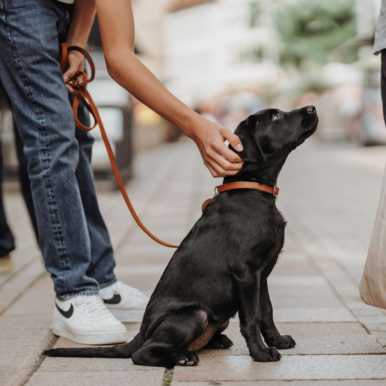 Hunter Leder Halsband Aalborg 2 Hunter Leder Halsband Aalborg – Bild 2