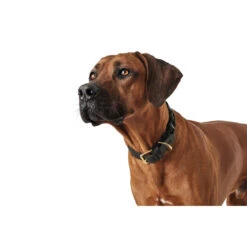 Hunter Leder Halsband Sansibar Solid -Angebote Hundenass Futter Store hunter leder halsband sansibar solid 1527620731