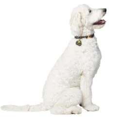 Hunter Sansibar Leder Halsung Für Hunde 15 Hunter Sansibar Leder Halsung Für Hunde -Angebote Hundenass Futter Store hunter sansibar leder halsung fuer hunde 1656594977