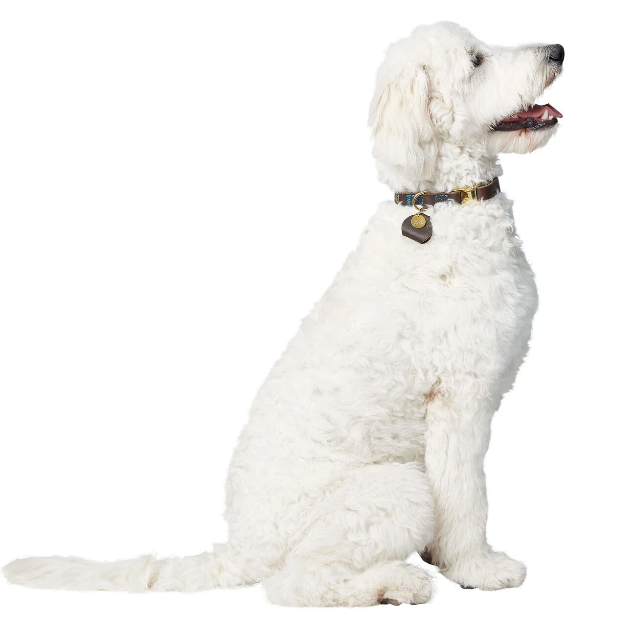 Hunter Sansibar Leder Halsung Für Hunde 7 Hunter Sansibar Leder Halsung Für Hunde – Bild 7