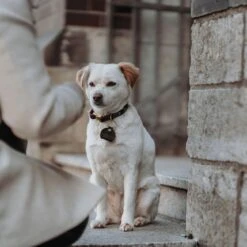 Hunter Sansibar Leder Halsung Für Hunde 10 Hunter Sansibar Leder Halsung Für Hunde -Angebote Hundenass Futter Store hunter sansibar leder halsung fuer hunde 1656595098