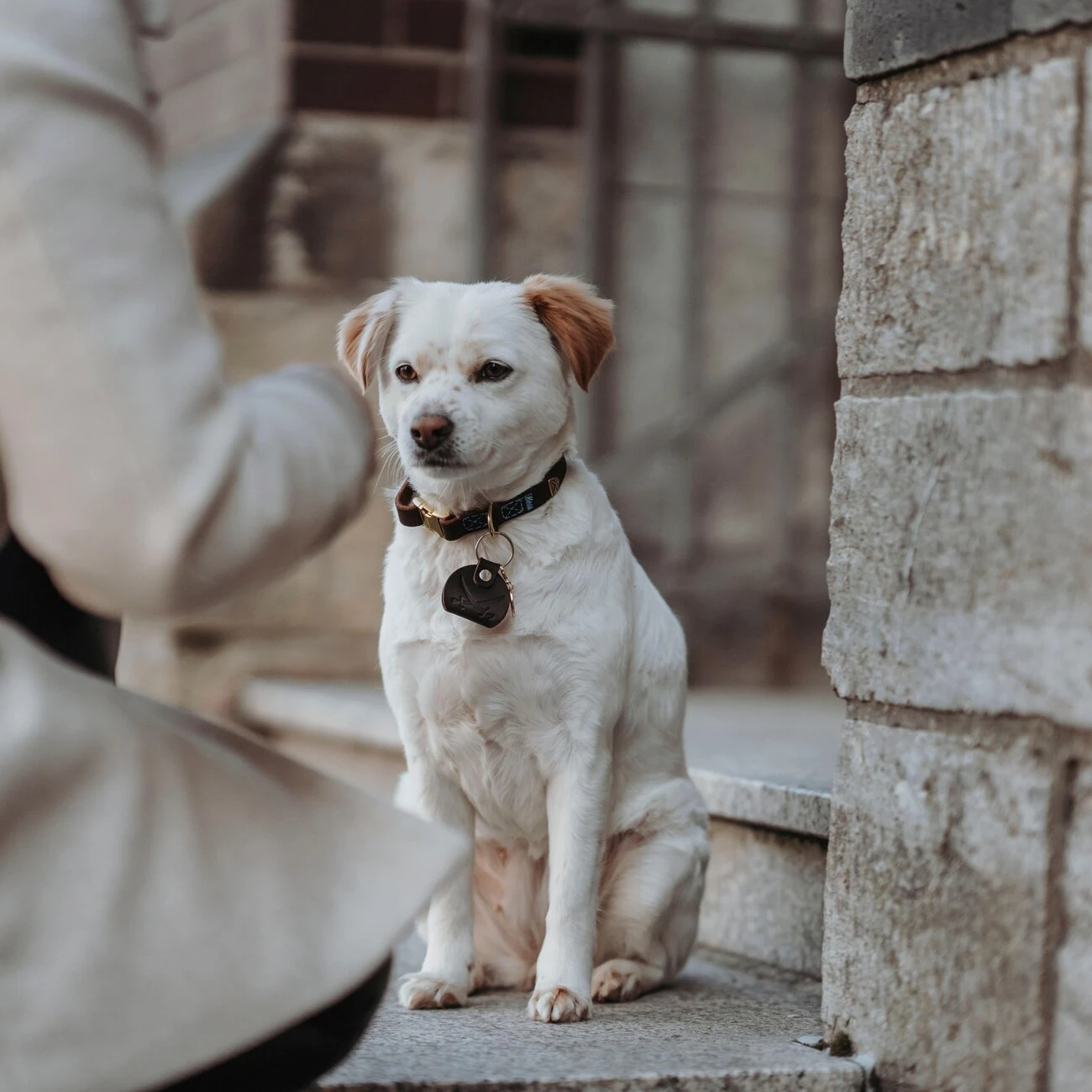 Hunter Sansibar Leder Halsung Für Hunde 2 Hunter Sansibar Leder Halsung Für Hunde – Bild 2