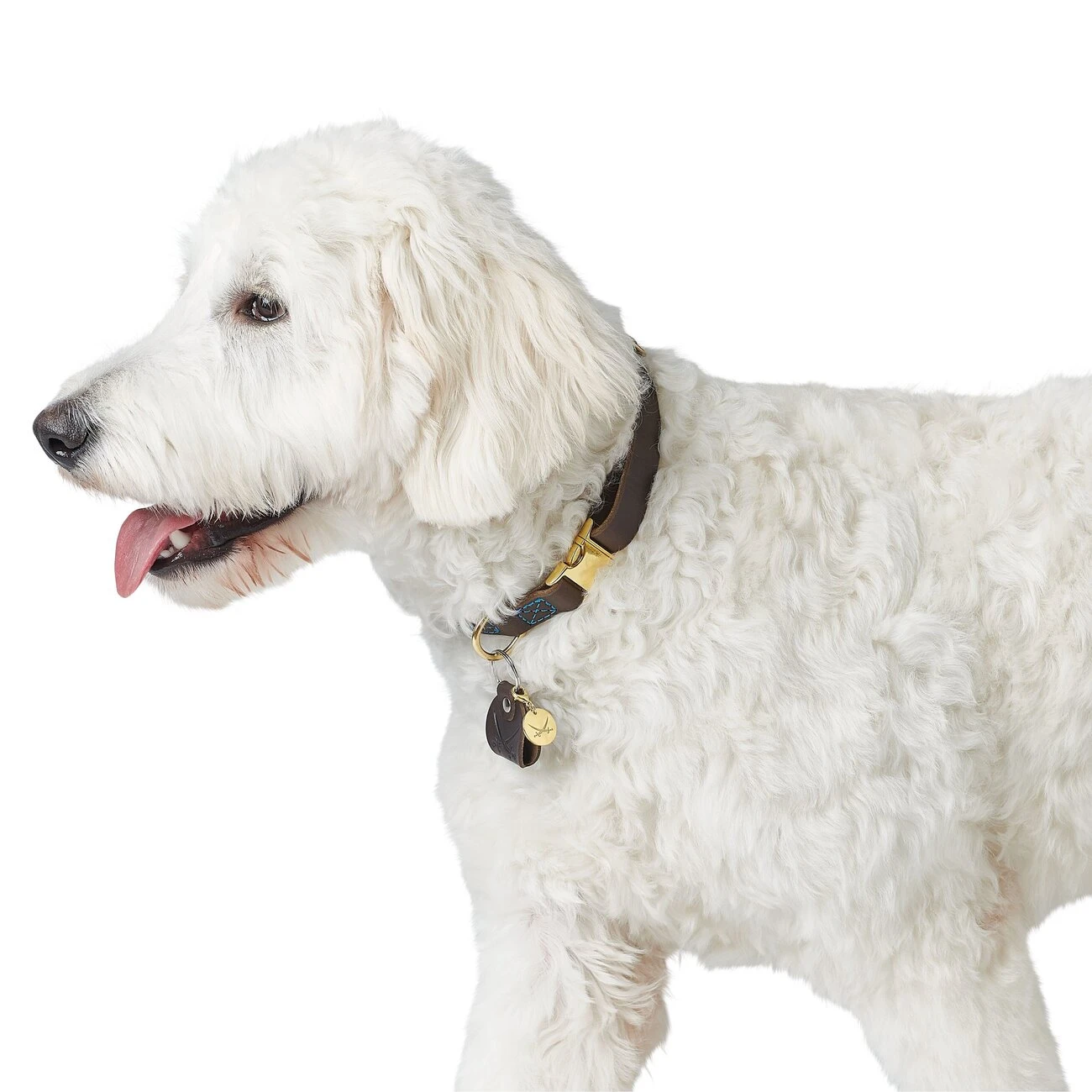 Hunter Sansibar Leder Halsung Für Hunde 9 Hunter Sansibar Leder Halsung Für Hunde – Bild 9