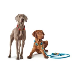 Hunter Verstellbare Führleine Oss 17 Hunter Verstellbare Führleine Oss -Angebote Hundenass Futter Store hunter verstellbare fuehrleine oss 1535289105