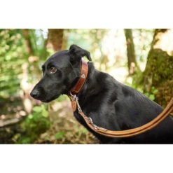 Hunter Verstellbare Führleine Tara Juchtenleder -Angebote Hundenass Futter Store hunter verstellbare fuehrleine tara juchtenleder 1531126518