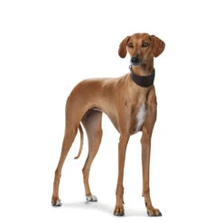 Hunter Windhundhalsband Super Soft Leder -Angebote Hundenass Futter Store hunter windhundhalsband super soft leder 1469008137