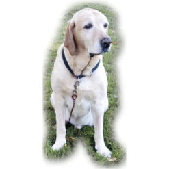 Kerbl Hunde Gartenleine, Laufleine Set -Angebote Hundenass Futter Store kerbl hunde gartenleine laufleine set 1645120721