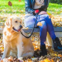 Lishinu 3 Bungee Hundeleine Mit Ruckdämpfer -Angebote Hundenass Futter Store lishinu 3 bungee hundeleine mit ruckdaempfer 1596803913