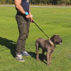 Lishinu 3 Bungee Hundeleine Mit Ruckdämpfer -Angebote Hundenass Futter Store lishinu 3 bungee hundeleine mit ruckdaempfer 1596803916