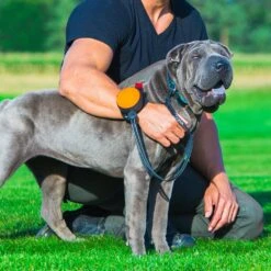 Lishinu 3 Hundeleine Mit Full-STOP -Angebote Hundenass Futter Store lishinu 3 hundeleine mit full stop 1596804451