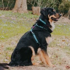 Max & Molly H-Geschirr Retro Blue 4 Max & Molly H-Geschirr Retro Blue -Angebote Hundenass Futter Store max molly h geschirr retro blue 1617875958