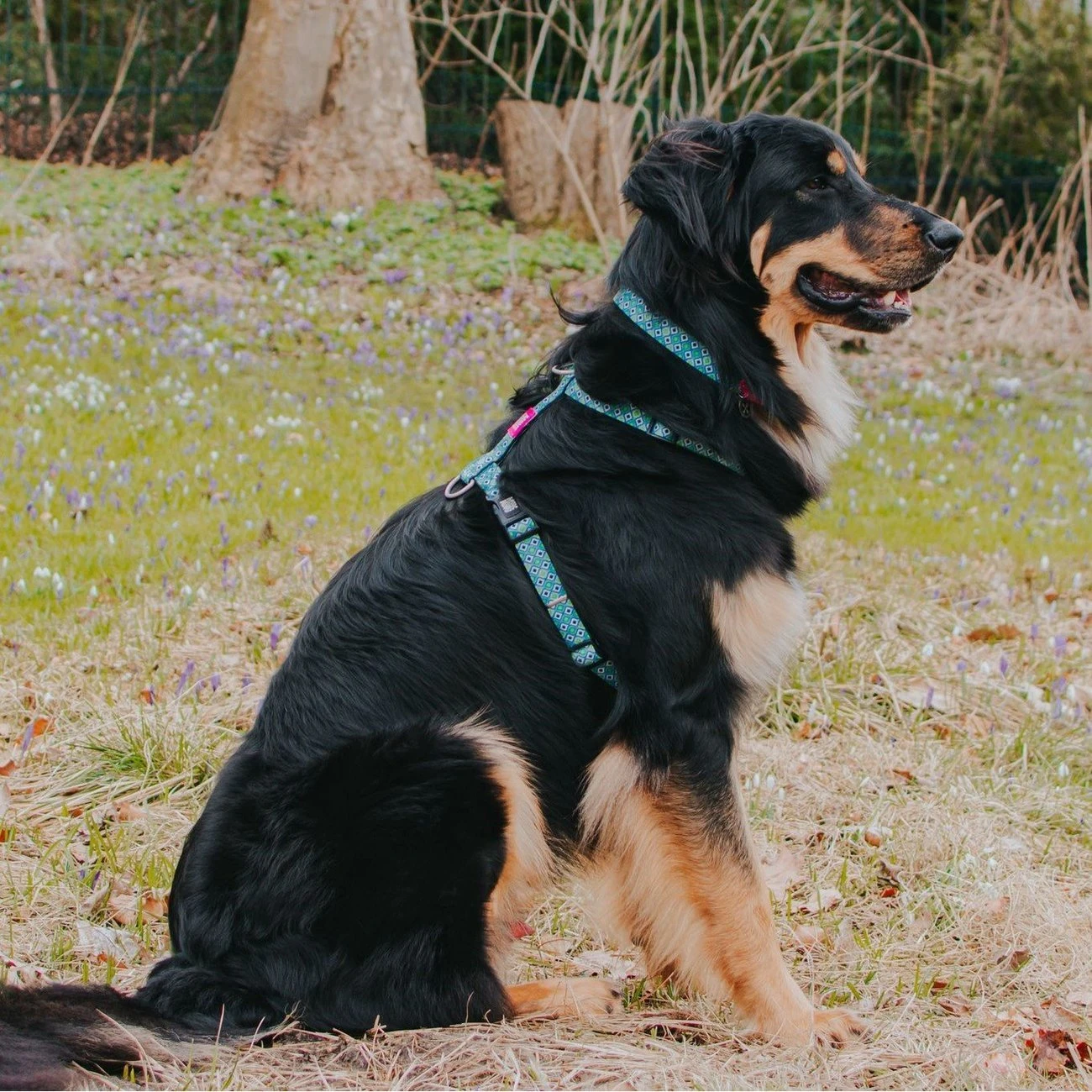 Max & Molly H-Geschirr Retro Blue 2 Max & Molly H-Geschirr Retro Blue – Bild 2